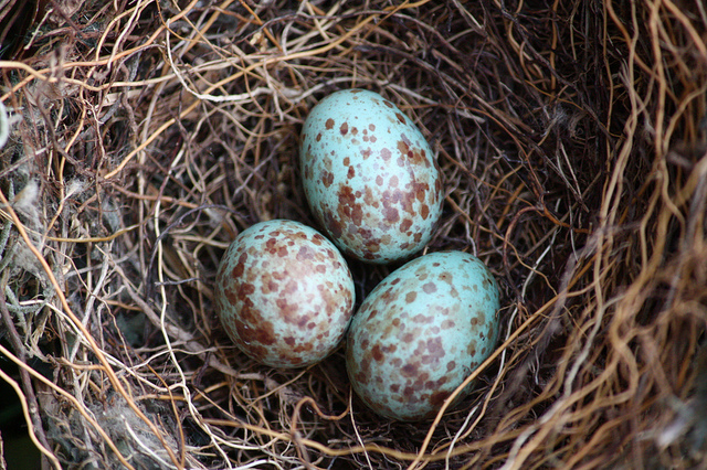 Mockingbird Eggs
