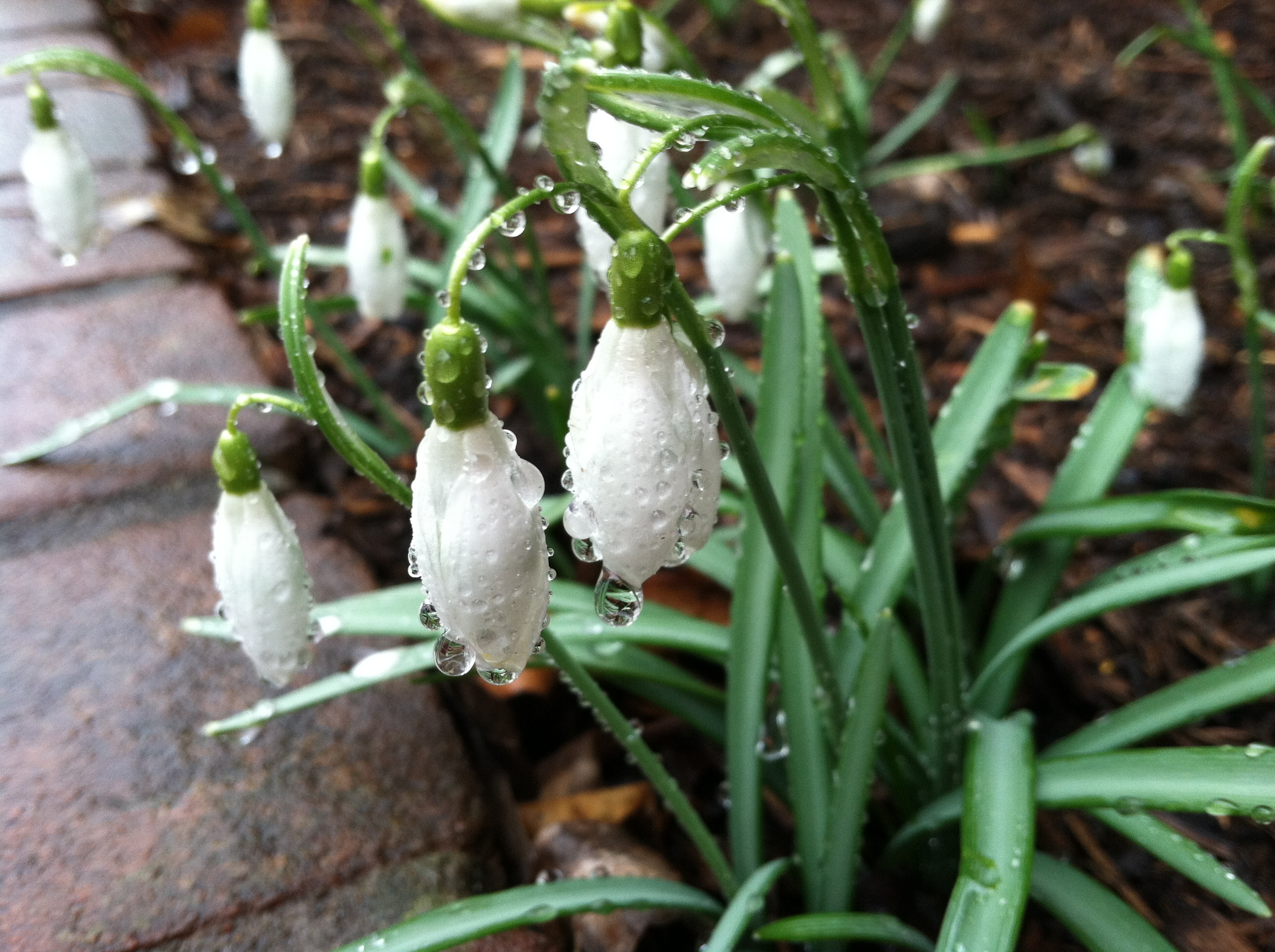 Snowdrops