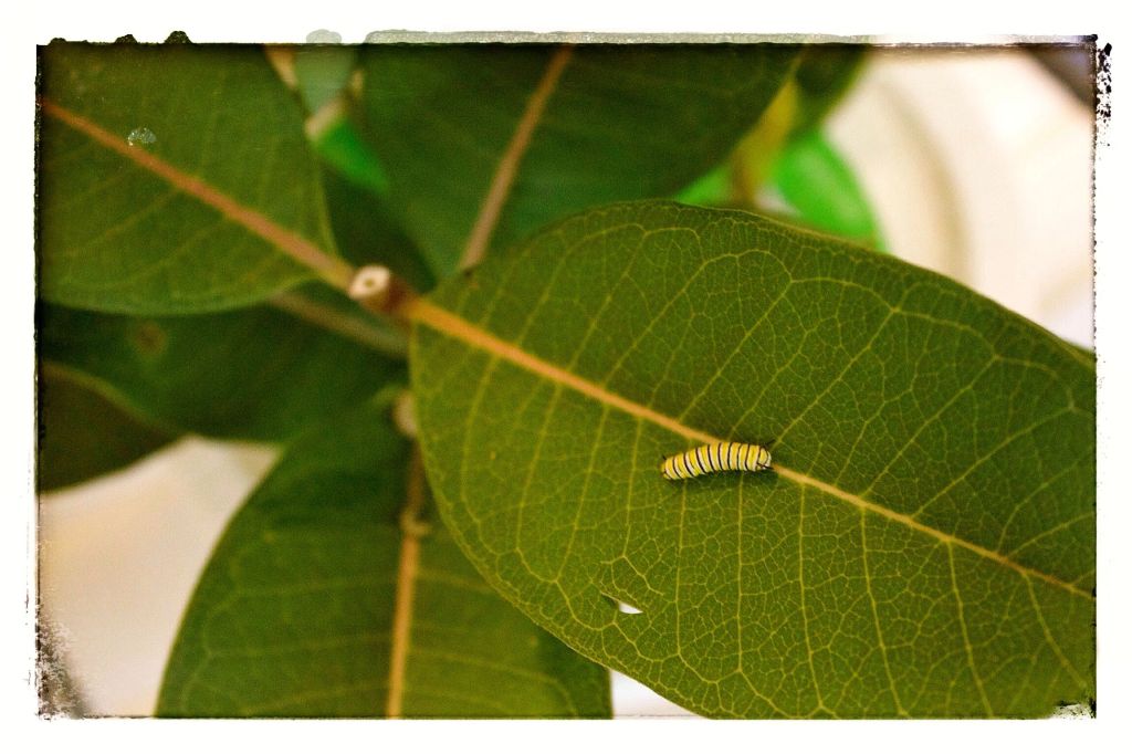 caterpillar