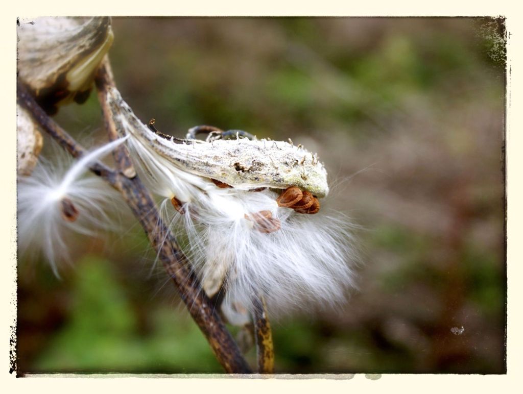 milkweed